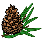 conifer cone - coloured